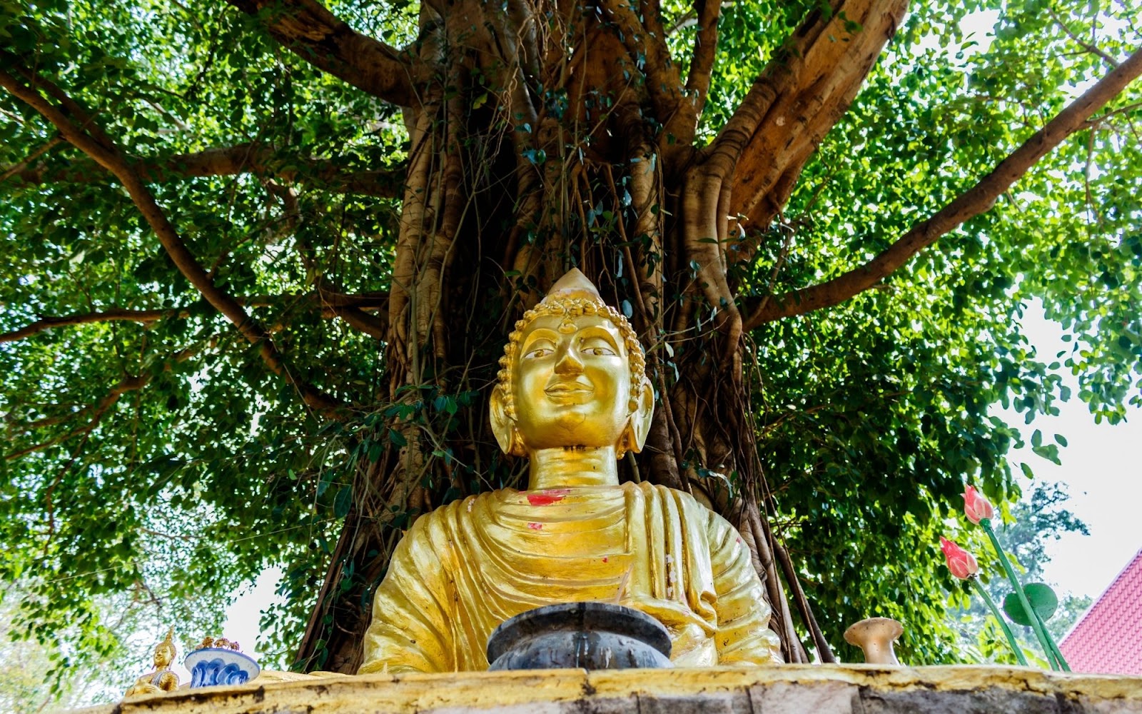 The Sacred Bodhi Tree